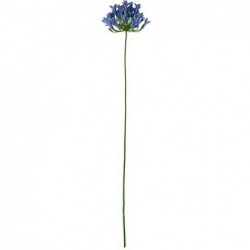 l'agapanthe, lila, l 75 cm