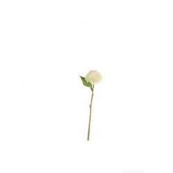 chrysanthème, blanc